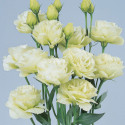 Lisianthus Rosita 1