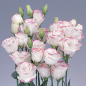 Lisianthus Rosita 1