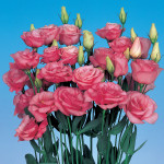 Lisianthus Rosita 1...