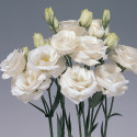 Lisianthus Rosita 1