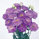 Lisianthus Rosita 2