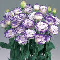 Lisianthus Rosita 2