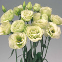 Lisianthus Rosita 2