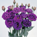 Lisianthus Rosita 2