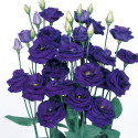 Lisianthus Rosita 2