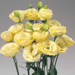 Lisianthus Rosita 2...