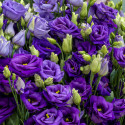 Lisianthus Rosita 3