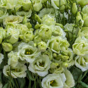 Lisianthus Rosita 3