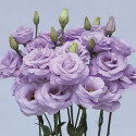 Lisianthus Rosita 3