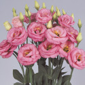 Lisianthus Rosita 3