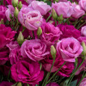 Lisianthus Rosita 3