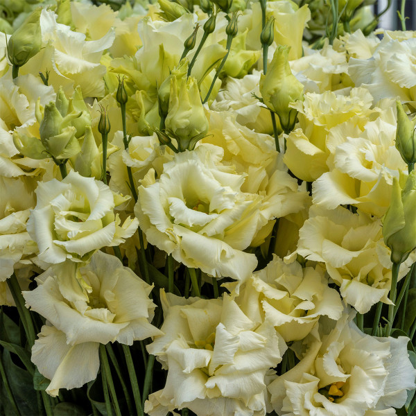 Lisianthus Rosita 3