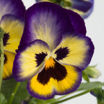 Pensamiento G. Blueb...