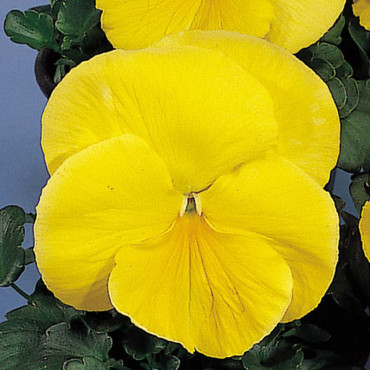 Pensamiento G. Crown...