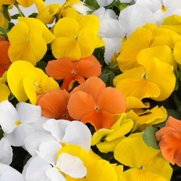 Pensamiento G. Grand...