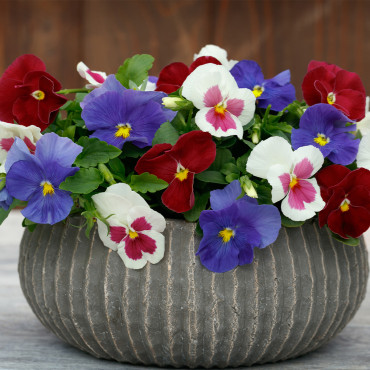 Pensamiento G. Sprin...