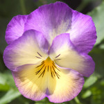 Pensamiento M. Ultim...