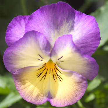 Pensamiento M. Ultim...