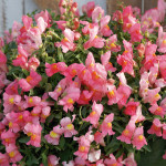 Perrito Colg. Candy ...