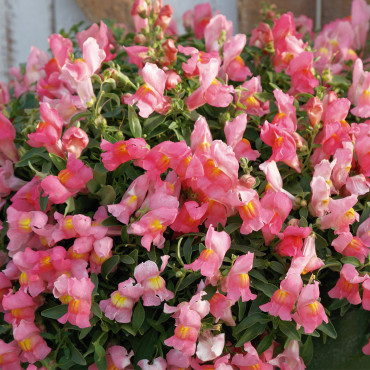 Perrito Colg. Candy ...