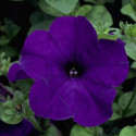 Petunia R. Explorer