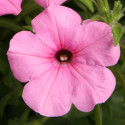 Petunia R. Explorer