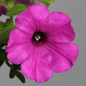 Petunia R. Explorer