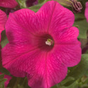 Petunia R. Explorer