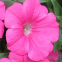 Petunia R. Explorer