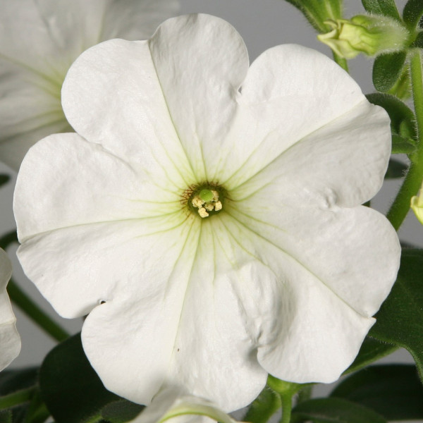 Petunia R. Explorer