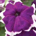 Petunia G. Hulahoop