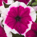 Petunia G. Hulahoop