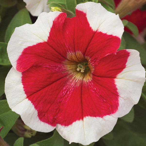 Petunia G. Hulahoop