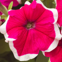 Petunia G. Hulahoop