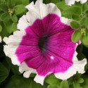 Petunia G. Hulahoop