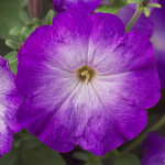 Petunia M. Merlin...