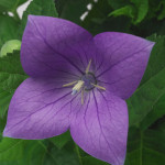 Platycodon Sentiment...