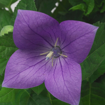 Platycodon Sentiment...