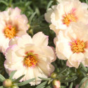 Portulaca Sunseeker