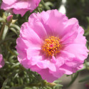 Portulaca Sunseeker