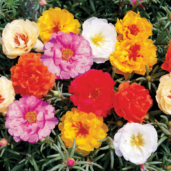 Portulaca Sunseeker