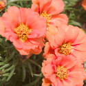 Portulaca Sunseeker