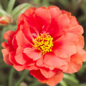 Portulaca Sunseeker