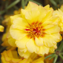 Portulaca Sunseeker