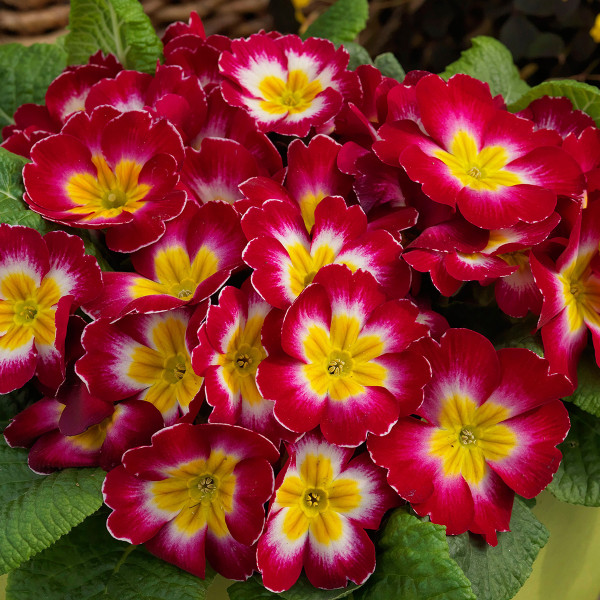 Primula A.  Danessa