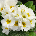 Primula A.  Danessa