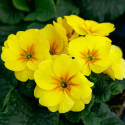 Primula A.  Danessa