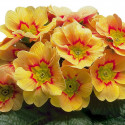 Primula A.  Daniella