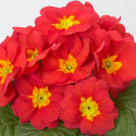 Primula A.  Daniella