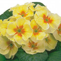 Primula A.  Daniella